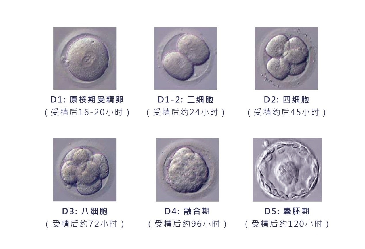 橄榄树生命——胚胎培养技术