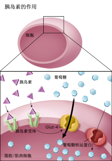 胰岛素的作用