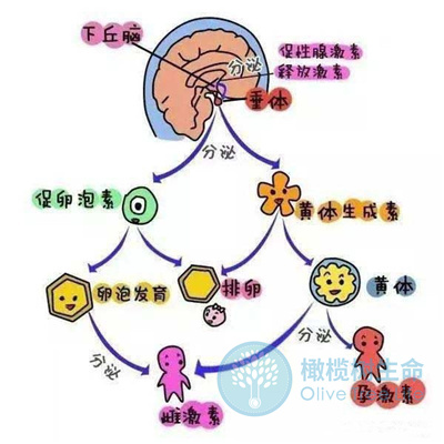 泌乳素偏高可以先去泰国做试管婴儿促排取卵吗？