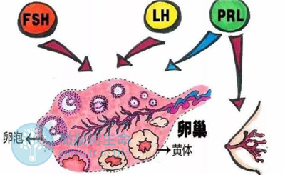 做试管婴儿前检查：激素六项的正常值是多少？