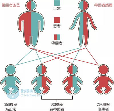 为什么健康的我们，却还会有染色体异常的胚胎？