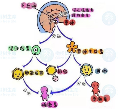 黄体对准妈妈的影响究竟有哪些？