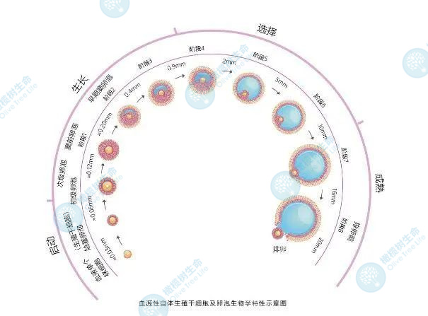 卵泡不良「拯救」计划，教你90天养出又大又圆卵泡！！