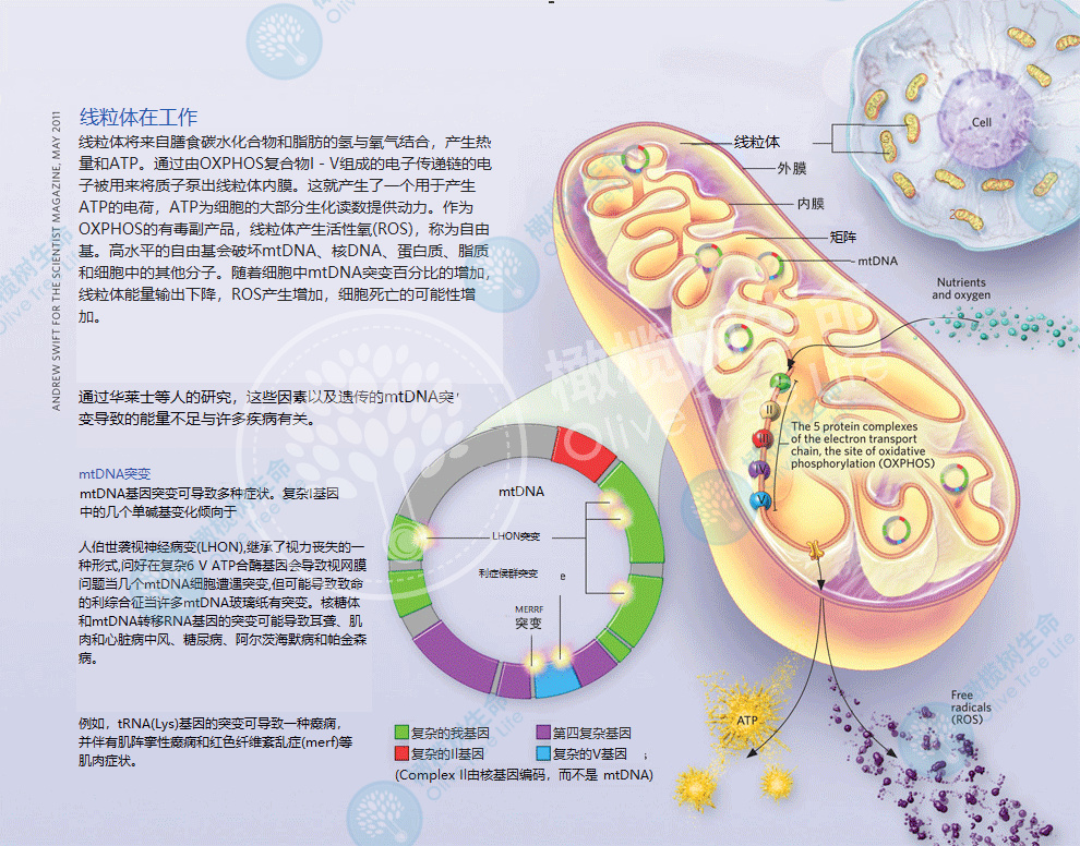 卵泡不良「拯救」计划，教你90天养出又大又圆卵泡！！