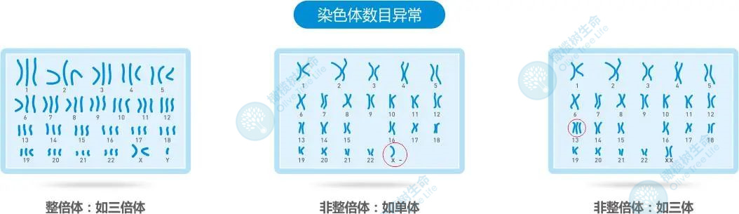 卵泡不良「拯救」计划，教你90天养出又大又圆卵泡！！