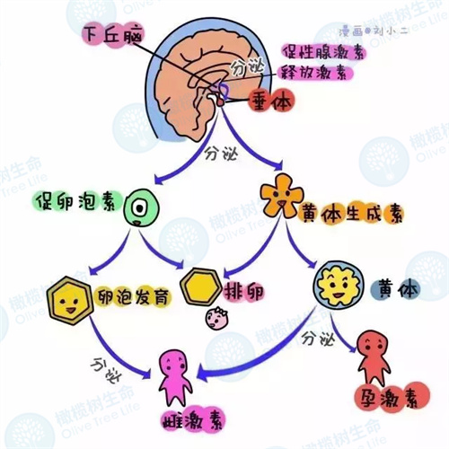 卵泡发育不良？查明原因才能轻松治疗！