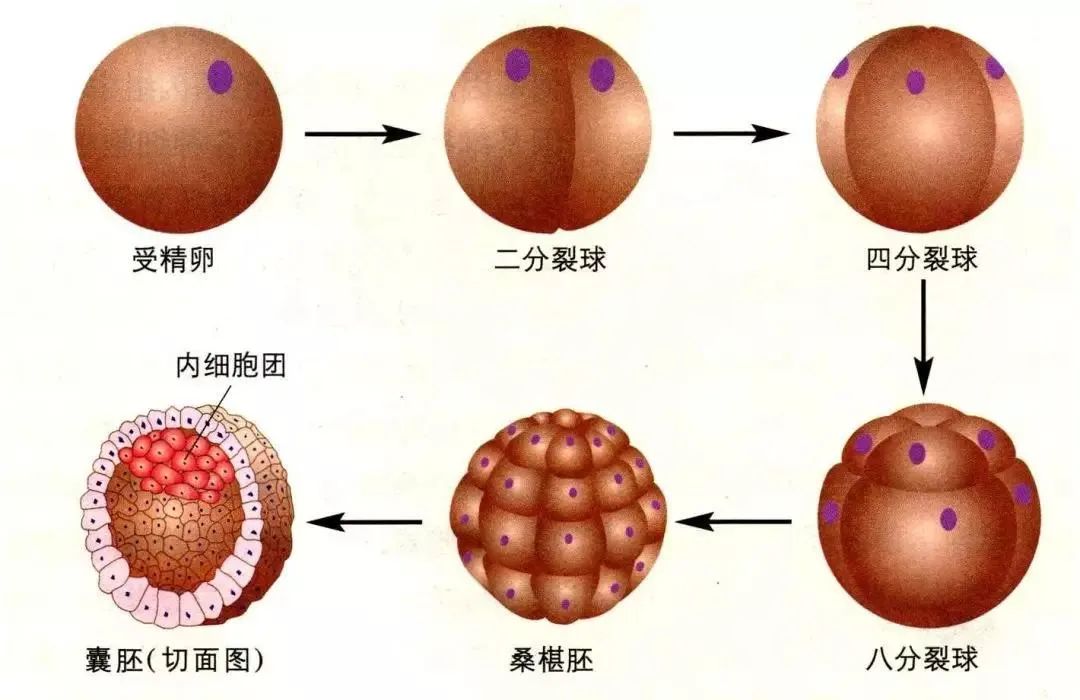 做试管就像高考，你还剩几关才"毕业"？