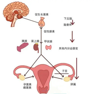 月经稀发做试管婴儿可以顺利完成取卵吗？