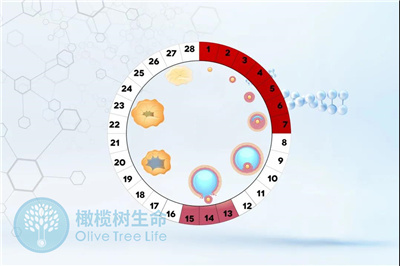 发生空卵的原因是什么？泰国试管婴儿如何避免？