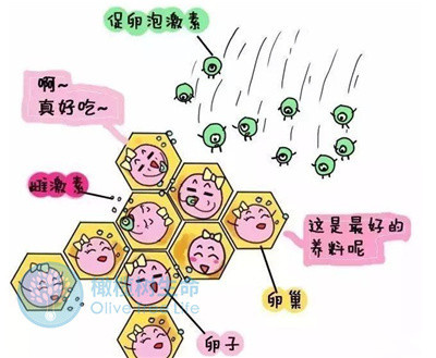 发生空卵的原因是什么？泰国试管婴儿如何避免？