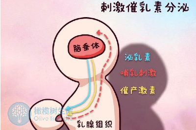 泌乳素高对泰国试管胚胎着床有影响吗？