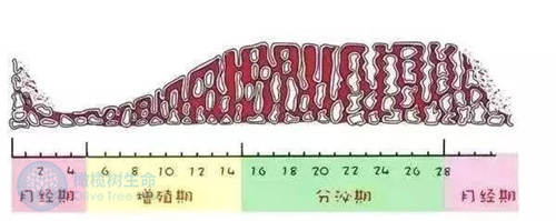 子宫内膜越厚，做试管的成功率就越高是真的吗?