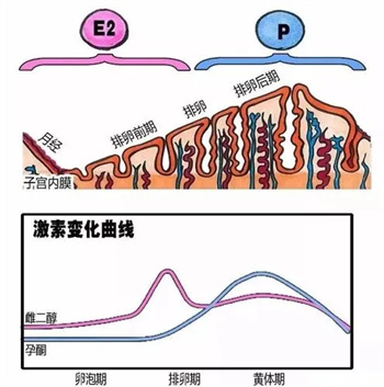 试管周期中取消胚胎移植的原因到底是什么？