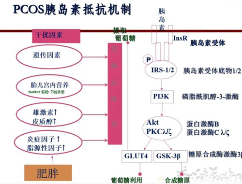 做试管前检查异常，发现胰岛素抵抗该怎么办？