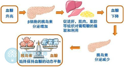 做试管前检查异常，发现胰岛素抵抗该怎么办？