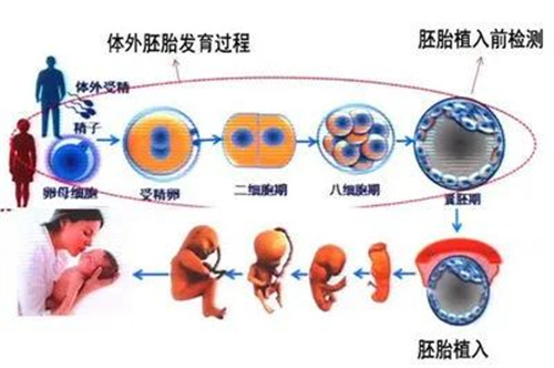 FSH高=卵子质量差？用对方法也能轻松抱娃！