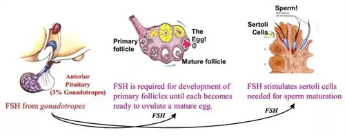 FSH高=卵子质量差？用对方法也能轻松抱娃！