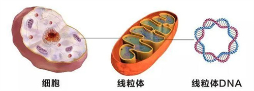 FSH高=卵子质量差？用对方法也能轻松抱娃！