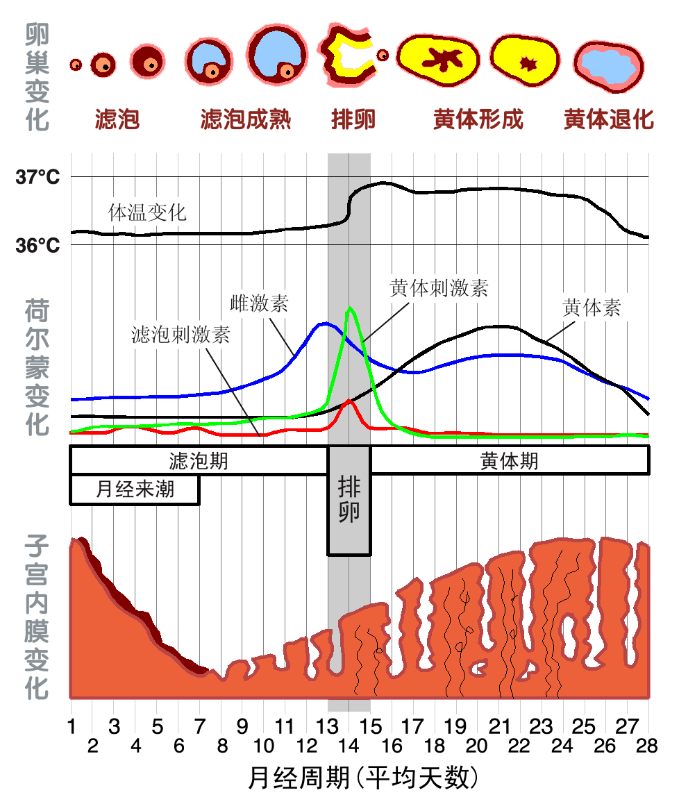 好好的子宫内膜怎么会变薄？内膜薄对试管成功率的影响