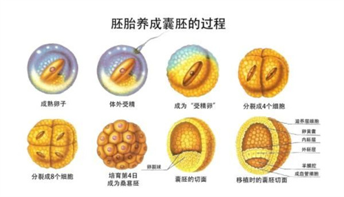 AMH数值太低？做好这4点也能逆风翻盘！