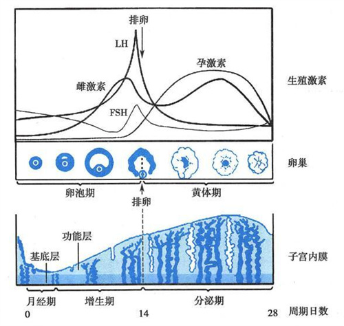 移植后黄体酮用得对，试管成功率直接翻倍！