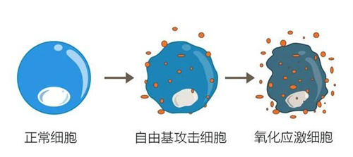 做试管婴儿要想卵泡质量好，这个关键因素少不了！