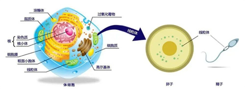 做试管婴儿要想卵泡质量好，这个关键因素少不了！