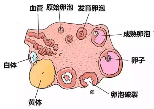 做试管婴儿要想卵泡质量好，这个关键因素少不了！