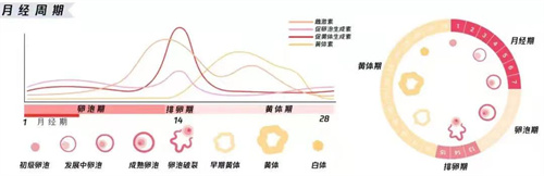 雌二醇对生育的影响有哪些，可以做试管婴儿吗？