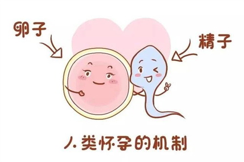 做试管婴儿前多吃维生素D3，对做试管婴儿周期有帮助吗？