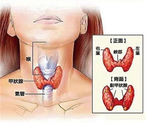 甲状腺激素对生育的影响大吗？做试管是否会影响成功率？