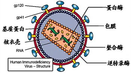 世界艾滋病日 | HIV阳性家庭也可以生育健康宝宝！