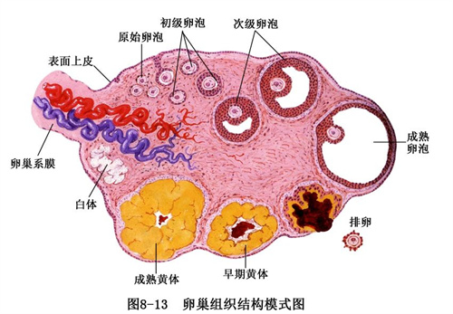 教你5个好方法，让卵泡从无到有、从少到多！