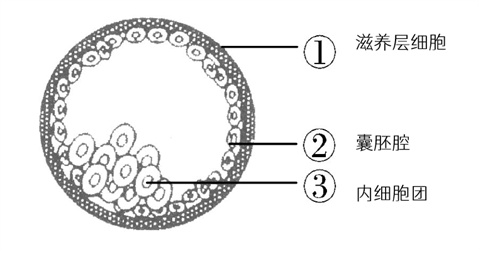 成功养囊=胚胎健康？90%的姐妹都不知道真相！