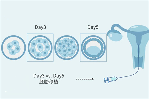 试管婴儿移植几个胚胎对着床有利？有助于成功怀孕？