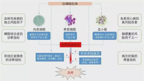 有胎心胎芽，还会胎停育？这5个因素不可不防！