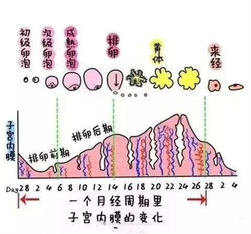 一颗卵子一个娃，抓住这个激素就能怀！｜备孕科普