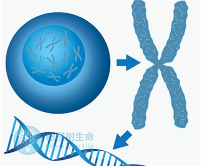 第三代试管婴儿技术：胚胎通过筛查的几率有多少？