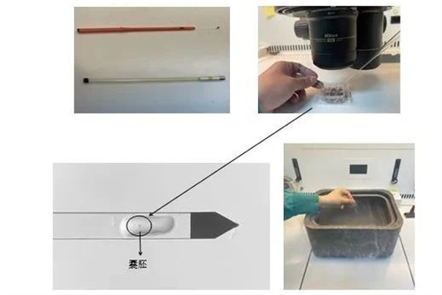 龙年接龙宝|带你揭秘囊胚的冷冻与复苏！