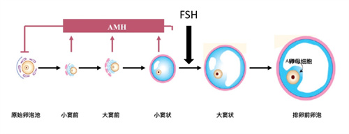 想做试管婴儿发现AMH仅0.5，做试管婴儿的成功率还会高吗？