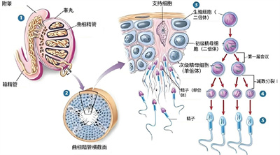 备孕人群容易忽视的酒精影响，严格戒烟酒对健康生育的重要性！