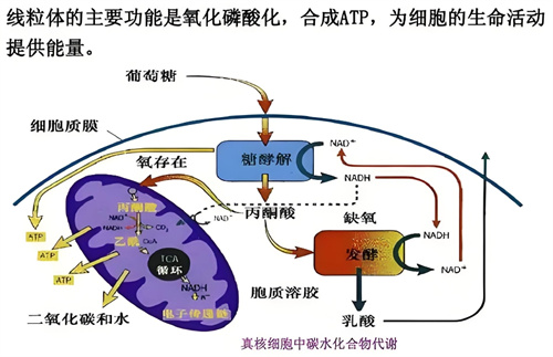 试管婴儿成功秘诀之提升卵子线粒体功能！