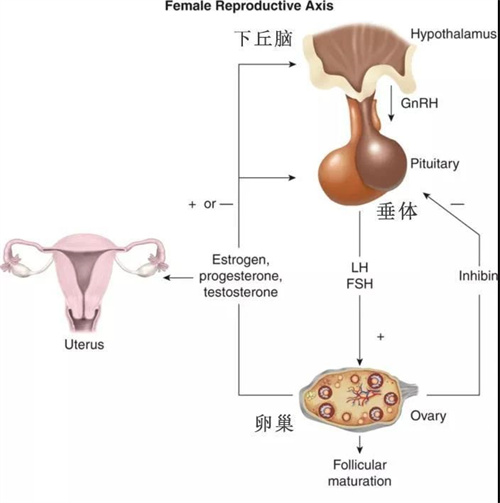 卵泡的发育情况是很多备孕女性十分关注的问题。众所周知，卵子是女性怀孕必不可少的物质，如果女性的卵泡发育不良，就会导致卵子的质量下降，甚至出现不排卵的情况，从而无法受孕。