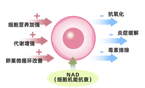 胎停总和免疫较劲儿？这个“真凶”可能还在逍遥法外！