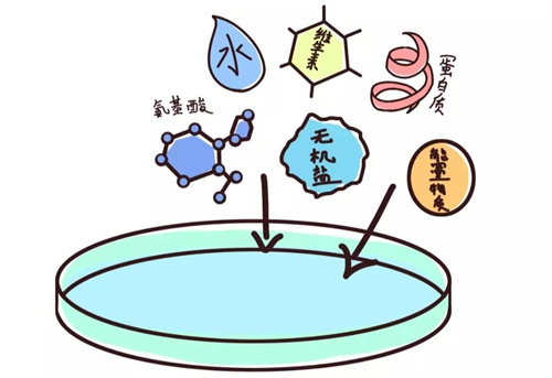 世界胚胎学家日| 以爱之名，静待生命花开的幕后英雄