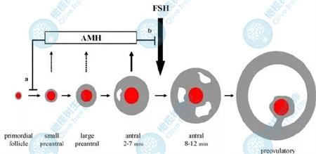 当FSH的值降下来后，卵泡质量是否真的会变好呢？