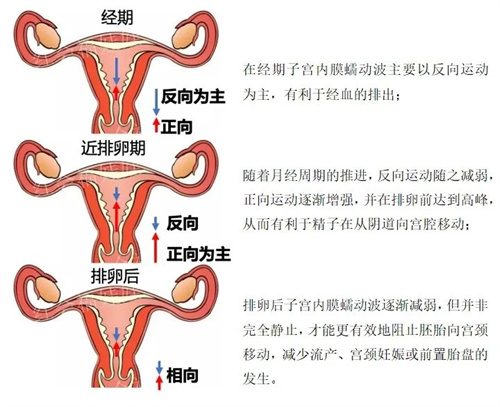 做试管婴儿胚胎移植后是否着床，这个指标是关键！