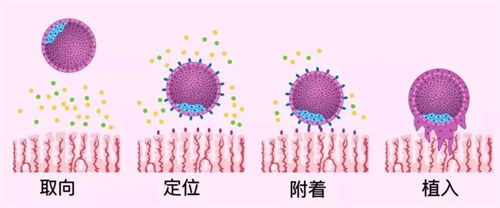 做试管婴儿胚胎移植后是否着床，这个指标是关键！