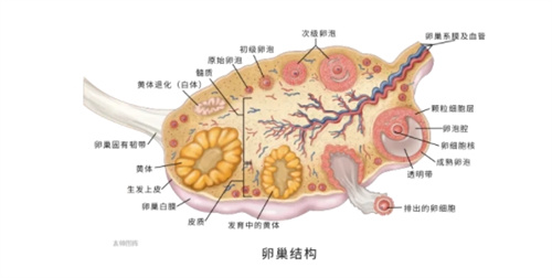 氧化应激是什么？为什么会对卵泡发育产生影响？