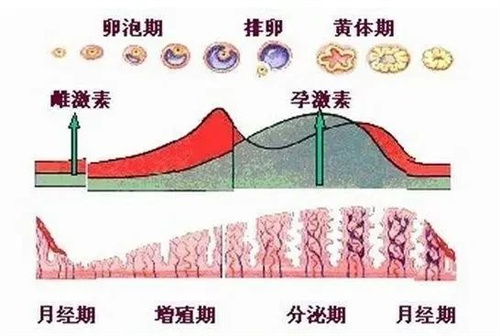 “结婚两年没怀上，去检查医生说激素偏低，我还能怀上宝宝吗？”